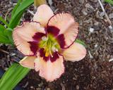 Flower of daylily named Wolf Eyes