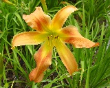 Flower of daylily named All American Windmill