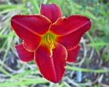 Flower of daylily named Acquire the Fire