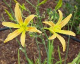 Flower of daylily named Autumn Minaret