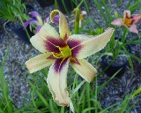 Flower of daylily named Bat Signal