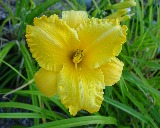 Flower of daylily named Belgian Lace