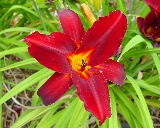 Flower of daylily named Blackberry