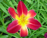 Flower of daylily named All American Chief
