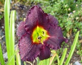 Flower of daylily named Bela Lugosi