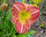 Flower of daylily named Better than Ever