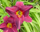 Flower of daylily named Black Watch