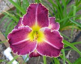 Flower of daylily named Bohemia After Dark
