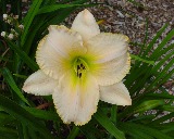 Flower of daylily named Collective Immortality
