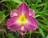 Flower of daylily named Collectors Choice