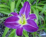 Flower of daylily named Damascan Velvet