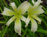 Flower of daylily named Desert Icicle