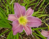 Flower of daylily named Empire State
