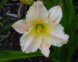 Flower of daylily named English Cameo