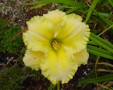 Flower of daylily named Ferengi Gold