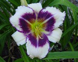 Flower of daylily named King of Masks