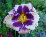 Flower of daylily named Kingdom Border