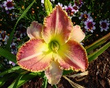 Flower of daylily named Larger than Life