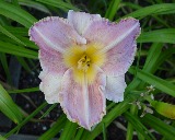 Flower of daylily named Lilac Morning