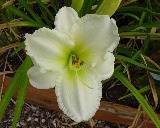 Flower of daylily named Lime Frost