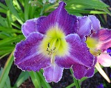 Flower of daylily named Lord of Rings