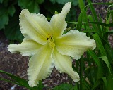 Flower of daylily named Mynelle's Starfish