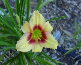 Flower of daylily named Nacogdoches Toot Toot