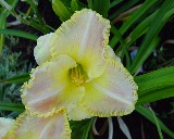 Flower of daylily named Never Been Kissed
