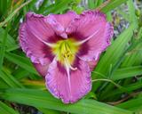 Flower of daylily named Always Afternoon