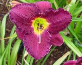 Flower of daylily named Nosferatu