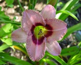 Flower of daylily named Oliver Dragon Tooth