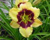 Flower of daylily named Olympic Osprey