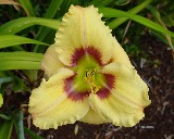 Flower of daylily named Ornamental Focus