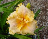 Flower of daylily named Polynesian Love Song