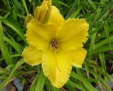 Flower of daylily named Proper Ruffles