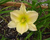 Flower of daylily named Puppet Show