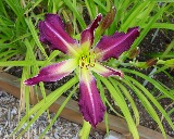 Flower of daylily named Purple Many Faces