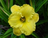Flower of daylily named Riviera Rapture