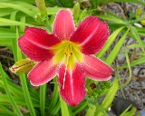 Flower of daylily named Strawberry Velvet