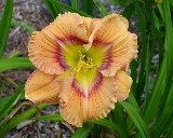 Flower of daylily named Web of Intrigue