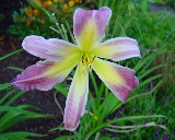 Flower of daylily named Victorian Ribbons