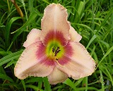 Flower of daylily named Svengali