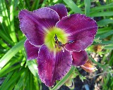 Flower of daylily named Tupac Amaru