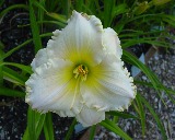 Flower of daylily named Taos