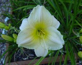 Flower of daylily named Swiss Mint