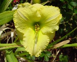 Flower of daylily named What, Me Worry!