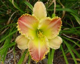 Flower of daylily named Techny Peach Lace