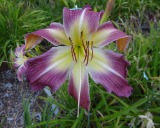 Flower of daylily named Carolispider