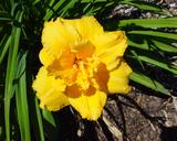 Flower of daylily named Condilla
