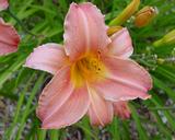 Flower of daylily named Coral Gem